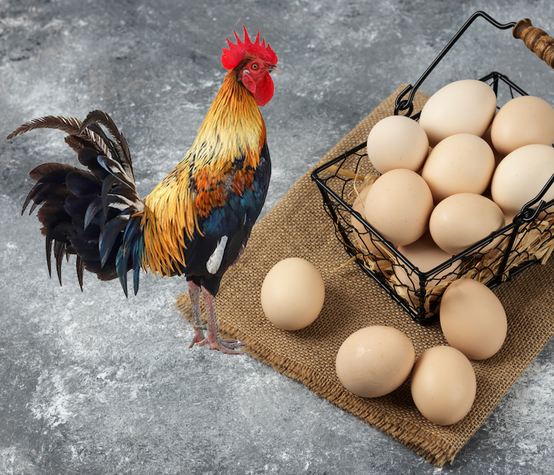 Organic-Fed Pastured Free Range Eggs 